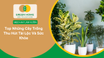 Top những cây trồng thu hút tài lộc và sức khỏe
