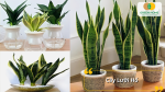 Cây Lưỡi Hổ có tác dụng lọc sạch không khí rất tốt