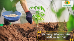 Phân bón hữu cơ thường được lựa chọn nhiều bởi yêu tố bền vững