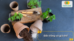 Đất trồng, giá thể chuyên dụng cho từng loại cây giúp tiết kiệm thời gian trộn đất