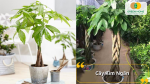 Cây Kim Ngân trong phòng khách hoặc trên bàn làm việc của mình sẽ giúp cải thiện công việc rất tốt đó