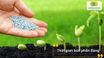Thời gian bón phân bón theo giai đoạn giúp đạt được năng suất tối đa