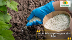 Phân bón hữu cơ, NPK và bảo vệ thực vật đầy đủ đảm bảo yếu tố hiệu quả