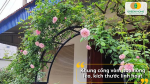 Khung giàn hoa hồng leo dạng vòm đỡ uốn cong thường được sử dụng cho vị trí cổng, lối vào sân vườn