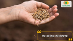 Hạt giống có tỉ lệ nảy mầm cao với nhiều loại rau, củ và hoa
