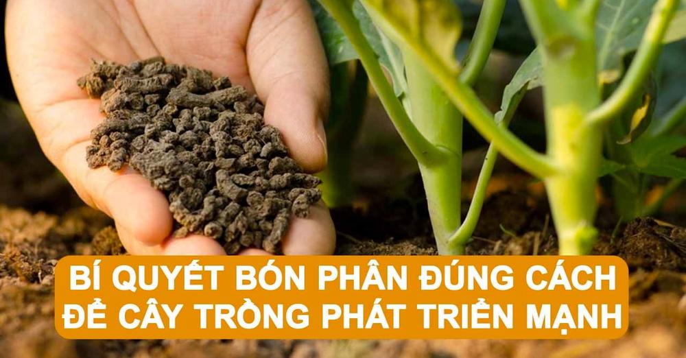 Bí quyết bón phân bón đúng cách để cây trồng phát triển mạnh