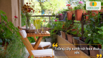 Trồng cây xanh và hoa đua sắc