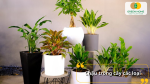 Chậu trồng cây với nhiều chất liệu khác sau sẽ giúp bạn dễ dàng lựa chọn theo sở thích