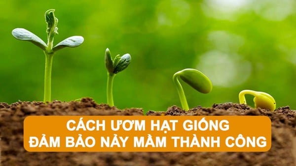 Cách ươm hạt giống thành công với tỷ lệ nảy mầm cao