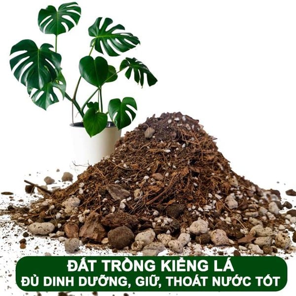 Đất trồng Kiểng lá trộn sẵn: Khám phá sự tiện lợi hoàn hảo