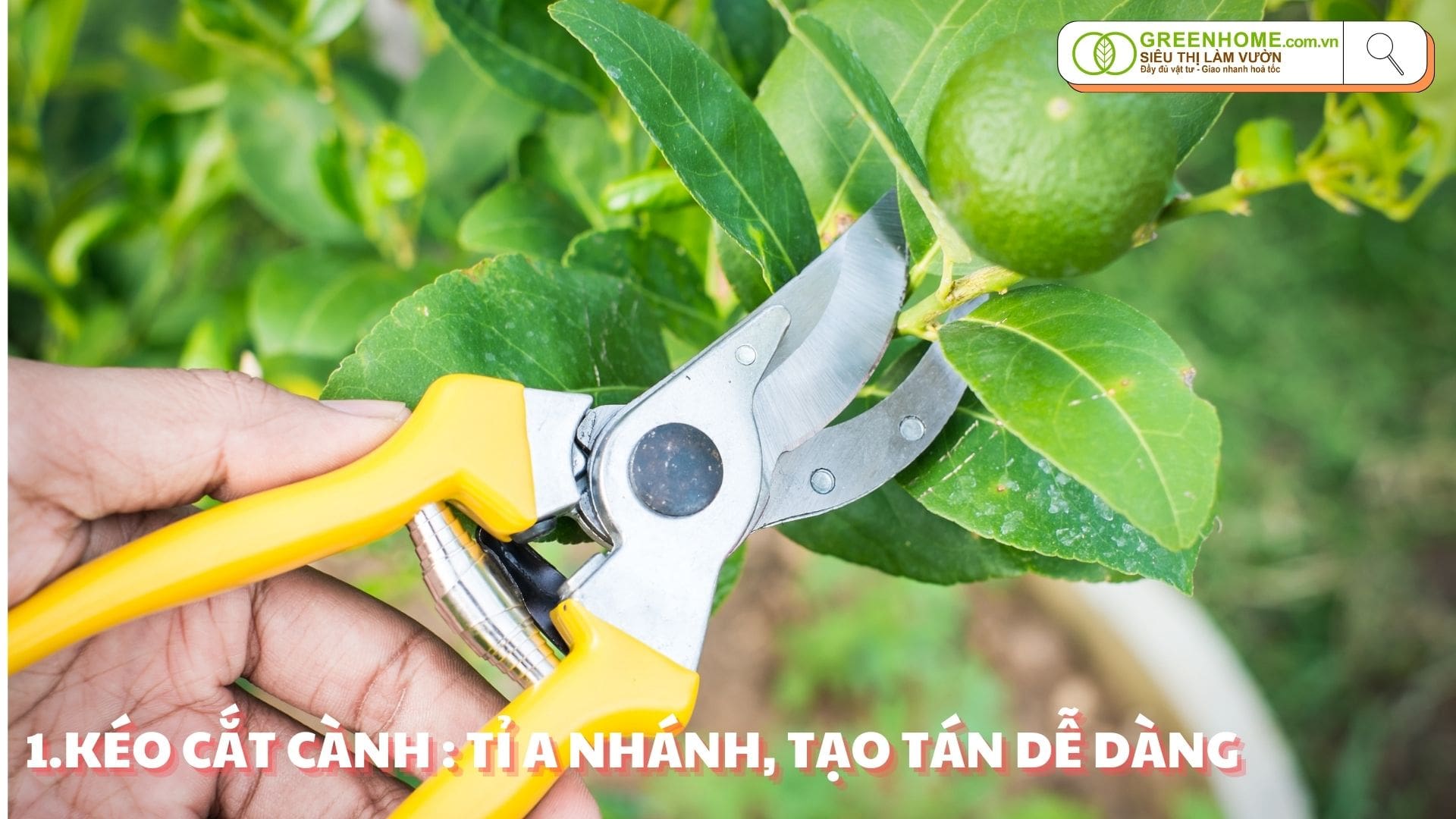 Làm vườn chuyên nghiệp: Bộ dụng cụ và cách sử dụng tối ưu