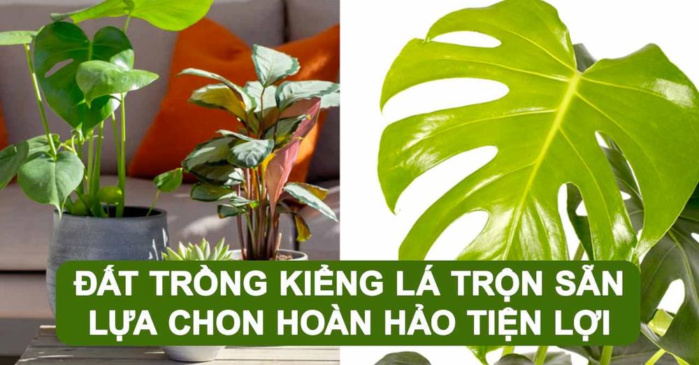 Đất Trồng Kiểng Lá Trộn Sẵn: Khám Phá Sự Tiện Lợi Hoàn Hảo