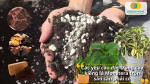 Đất lý tưởng cho Monstera cần giàu mùn, thoáng khí, giữ ẩm tốt nhưng không ứ nước