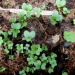 Ảnh khách chụp sản phẩm