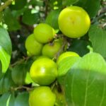 Ảnh khách chụp sản phẩm