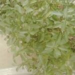 Ảnh khách chụp sản phẩm