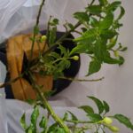 Ảnh khách chụp sản phẩm