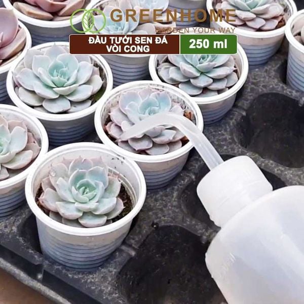 Bình tưới vòi cong, 250ml, phù hợp cho sen đá, xương rồng, tiểu cảnh mini |Greenhome