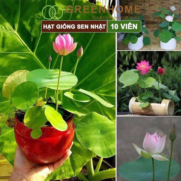 Hạt giống hoa sen Nhật mini, gói 10 hạt, nhiều màu, dễ trồng, tặng kèm hướng dẫn, H01 |Greenhome