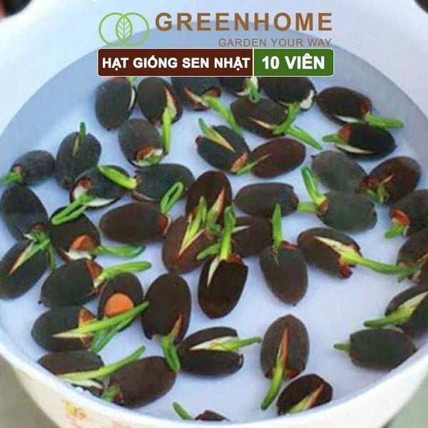 Hạt giống hoa sen Nhật mini, gói 10 hạt, nhiều màu, dễ trồng, tặng kèm hướng dẫn, H01 |Greenhome