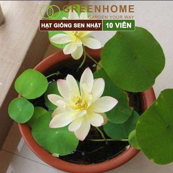Hạt giống hoa sen Nhật mini, gói 10 hạt, nhiều màu, dễ trồng, tặng kèm hướng dẫn, H01 |Greenhome