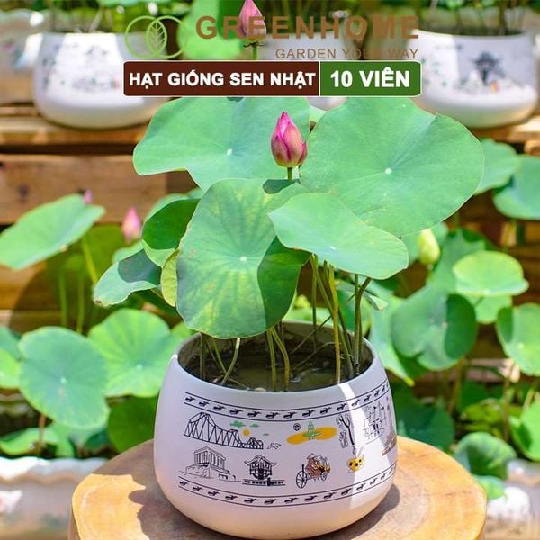 Hạt giống hoa sen Nhật mini, gói 10 hạt, nhiều màu, dễ trồng, tặng kèm hướng dẫn, H01 |Greenhome