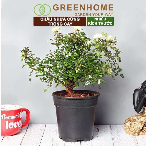 Chậu nhựa trồng cây, đa dạng kích thước, nhựa cứng, thoát nước tốt, trồng cây, hoa, kiểng lá |Greenhome