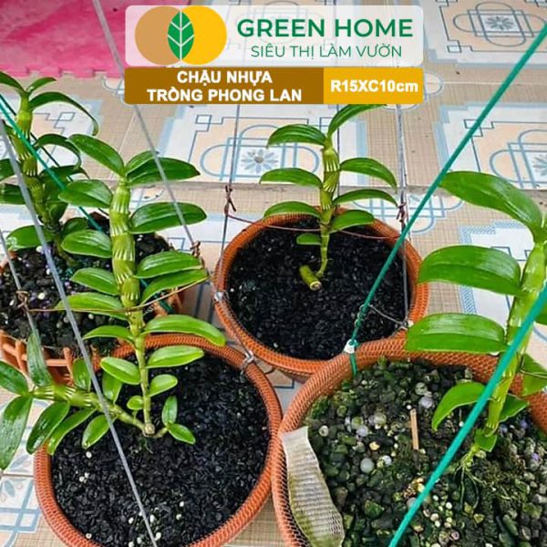 Chậu Nhựa Trồng Lan, R15xC10cm