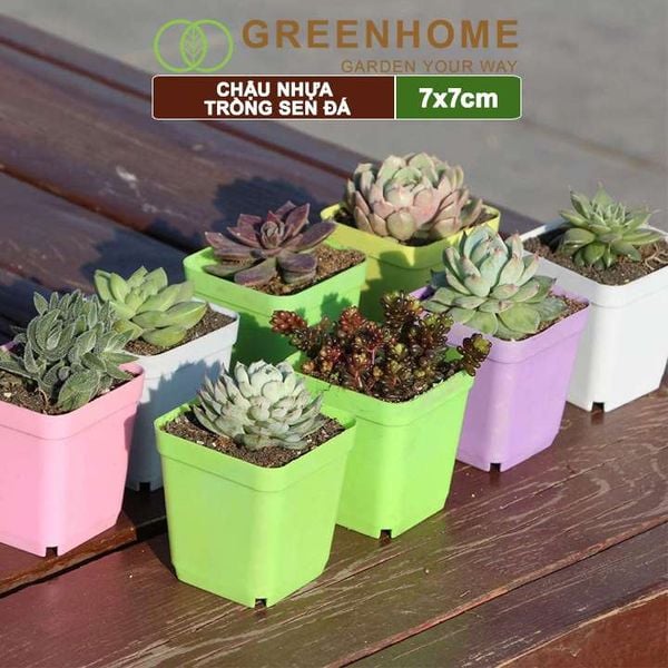 Chậu nhựa trồng sen đá, 7x7cm, bền, đẹp, màu sắc hiện đại, màu ngẫu nhiên, không dĩa Greenhome