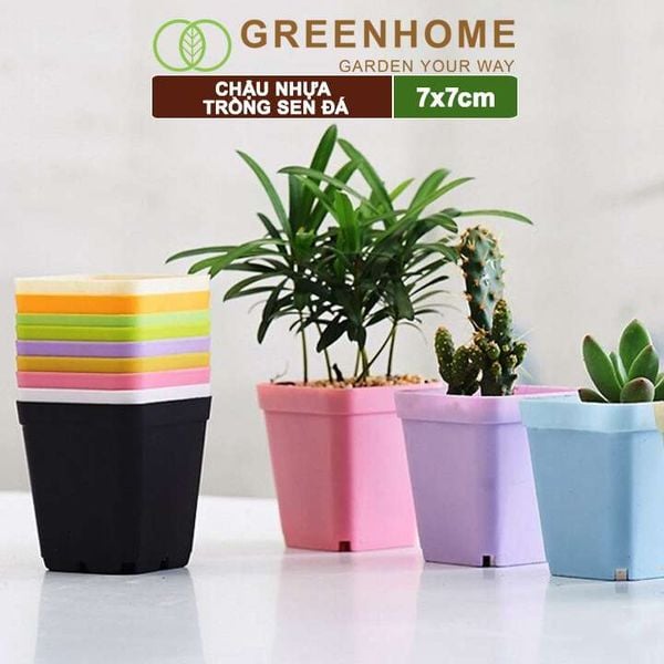 Chậu nhựa trồng sen đá, 7x7cm, bền, đẹp, màu sắc hiện đại, màu ngẫu nhiên, không dĩa Greenhome