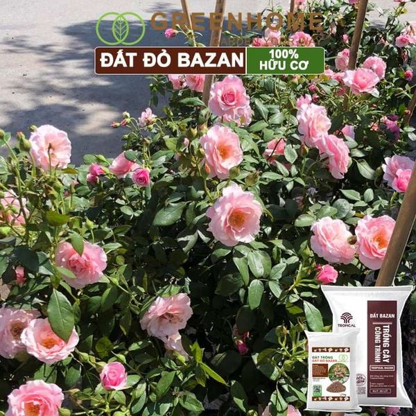 Đất đỏ bazan Tropical, trồng hoa hồng, kiểng lá, rau sạch, cây ăn trái |Greenhome