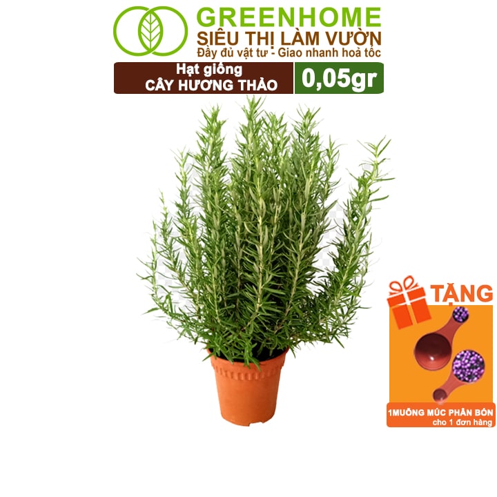 Hạt Giống Cây Hương Thảo, Rosemary, Gói 0,05gr, Dễ Trồng, Thu Hoạch Quanh Năm G06