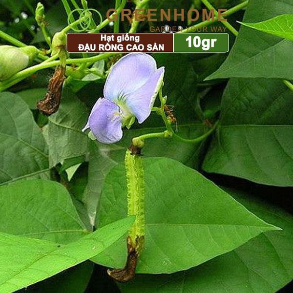Hạt giống Đậu Rồng