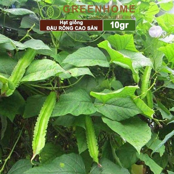 Hạt giống Đậu Rồng
