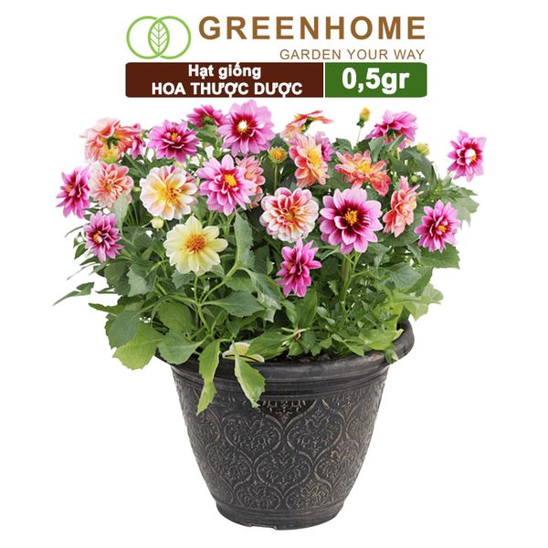 Hạt giống hoa Thược dược