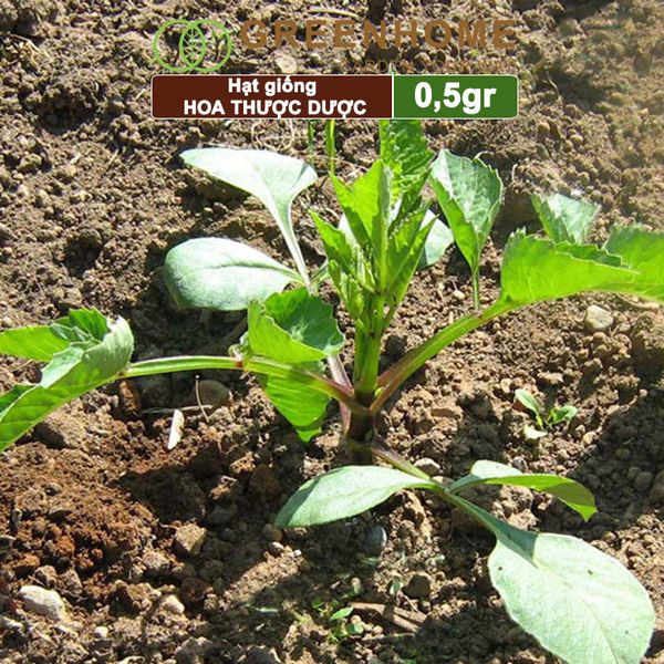 Hạt giống hoa Thược dược
