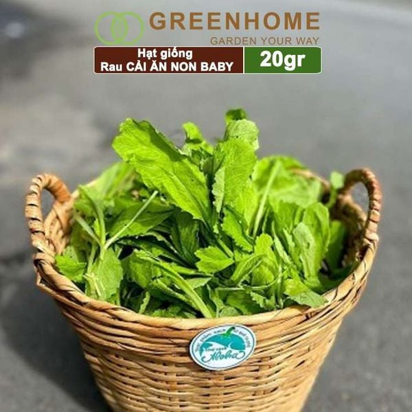 Hạt giống rau Cải ăn non baby, gói 20g, dễ trồng, thu hoạch nhanh R05 |Greenhome