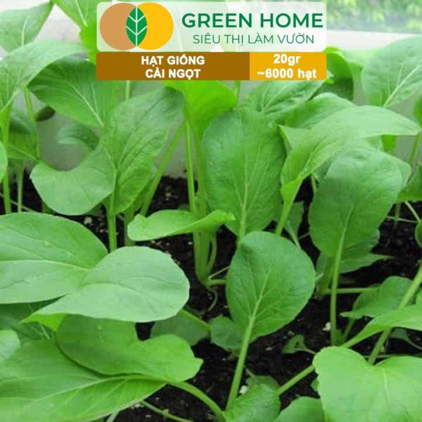 Hạt Giống Rau Cải Ngọt, Gói 20g, R03