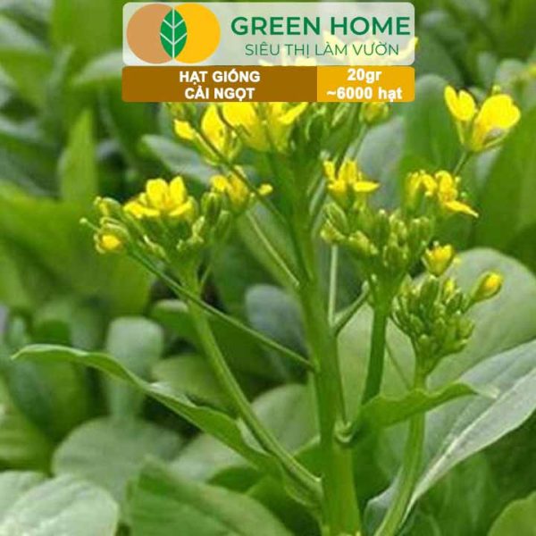 Hạt Giống Rau Cải Ngọt, Gói 20g, R03