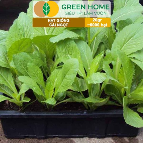 Hạt Giống Rau Cải Ngọt, Gói 20g, R03
