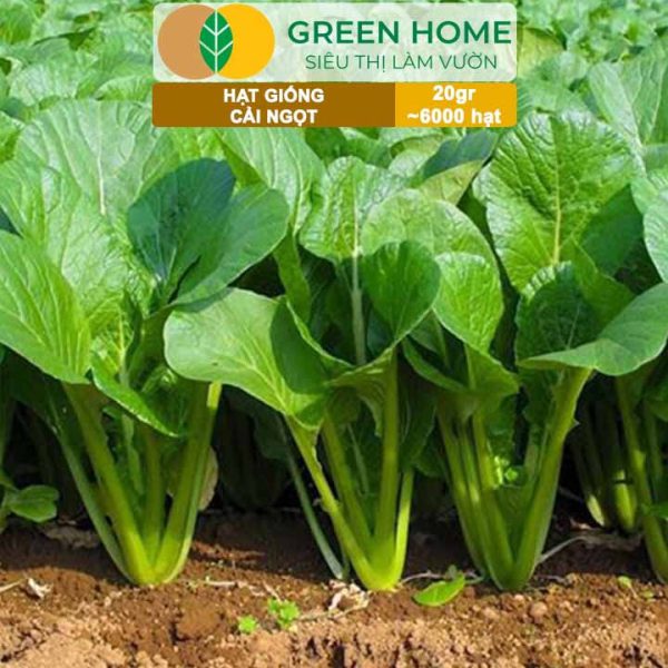 Hạt Giống Rau Cải Ngọt, Gói 20g, R03