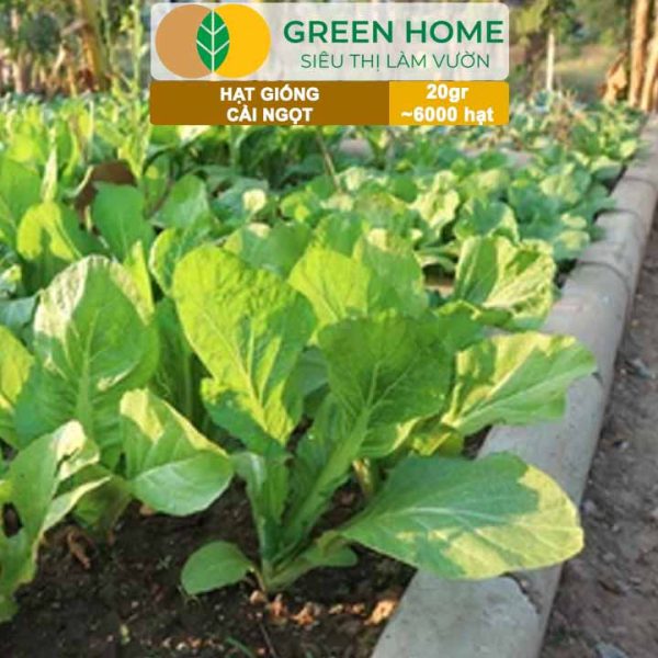 Hạt Giống Rau Cải Ngọt, Gói 20g, R03
