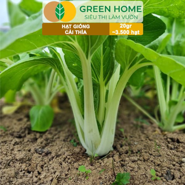 Hạt Giống Rau Cải Thìa, Gói 20g, R08