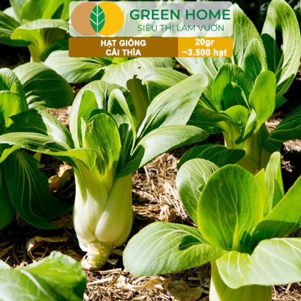 Hạt Giống Rau Cải Thìa, Gói 20g, R08