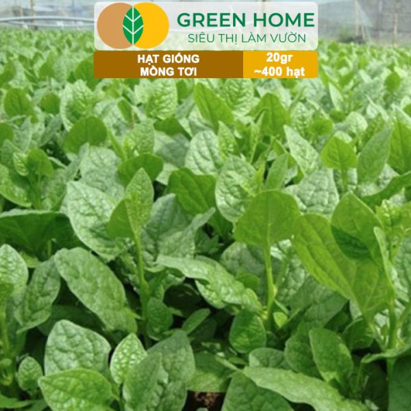 Hạt Giống Rau Mồng Tơi, Gói 20g, R11