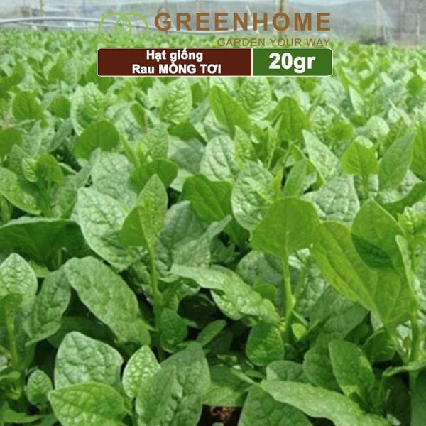 Hạt giống rau Mồng tơi