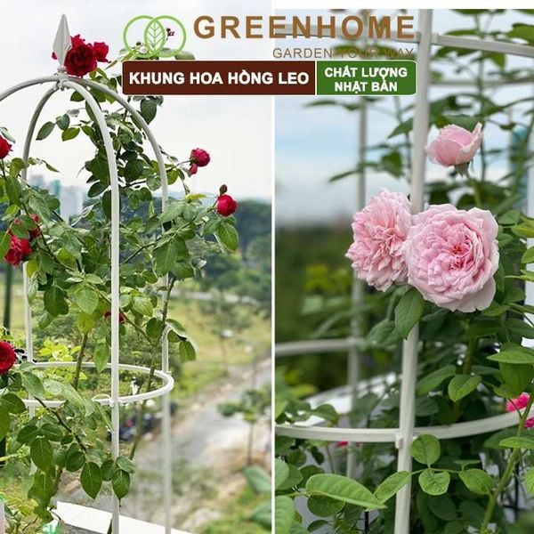 Khung hoa hồng leo, Nhật Bản, Daim, C160xR30cm, hình lồng chim, dễ lắp ráp, độ bền 5 năm ngoài trời |Greenhome