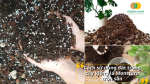 Chỉ cần cho đất vào chậu, đặt cây và tưới nhẹ — giải pháp tiện lợi cho người yêu kiểng hiện đại