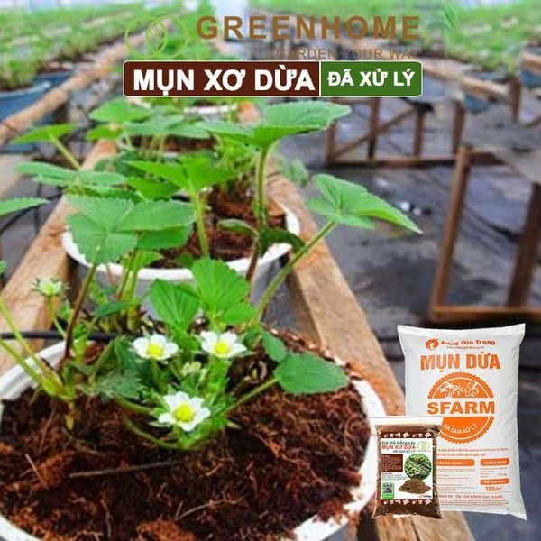 Mụn xơ dừa đã qua xử lý, chuyên trồng rau, hoa màu, dâu tây, cây ăn trái, thủy canh |Greenhome