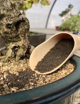 phân bón bonsai